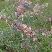 Vaccinium ashei 'Brightwell' ~ Brightwell Rabbiteye Blueberry