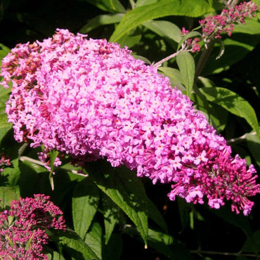 Buddleia davidii 'Pink Delight' ~ 'Pink Delight' Butterfly Bush