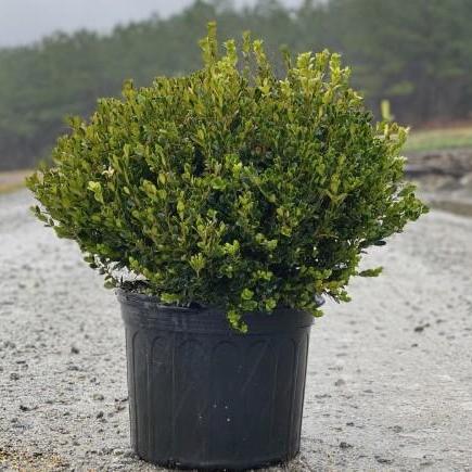 Buxus microphylla 'Wintergreen' ~ Wintergreen Boxwood