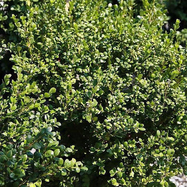 Buxus microphylla var. japonica 'Winter Gem' ~ Winter Gem Boxwood