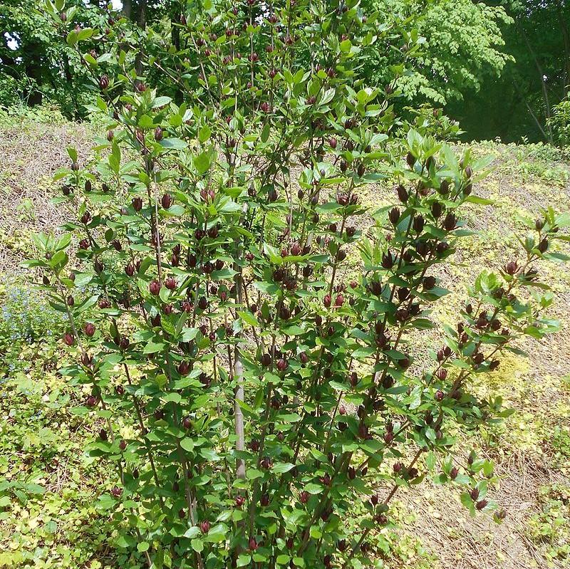 Calycanthus floridus ~ Sweetshrub, Carolina Allspice