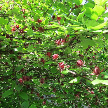 Calycanthus floridus ~ Sweetshrub, Carolina Allspice
