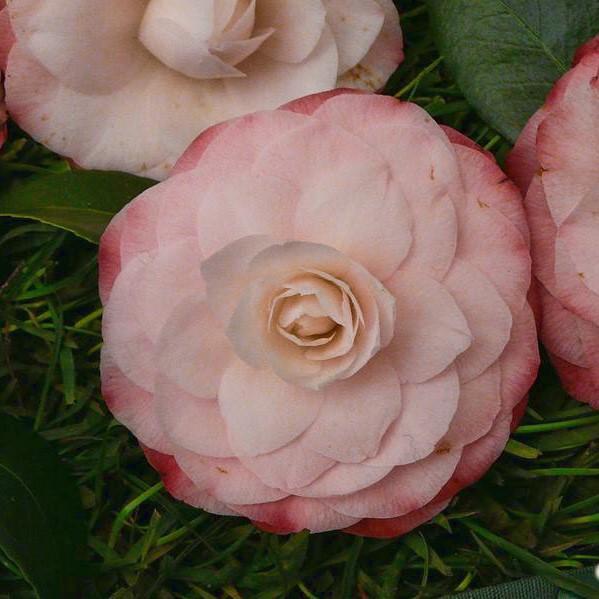 Camellia japonica 'Grace Albritton' ~ Grace Albritton Camellia