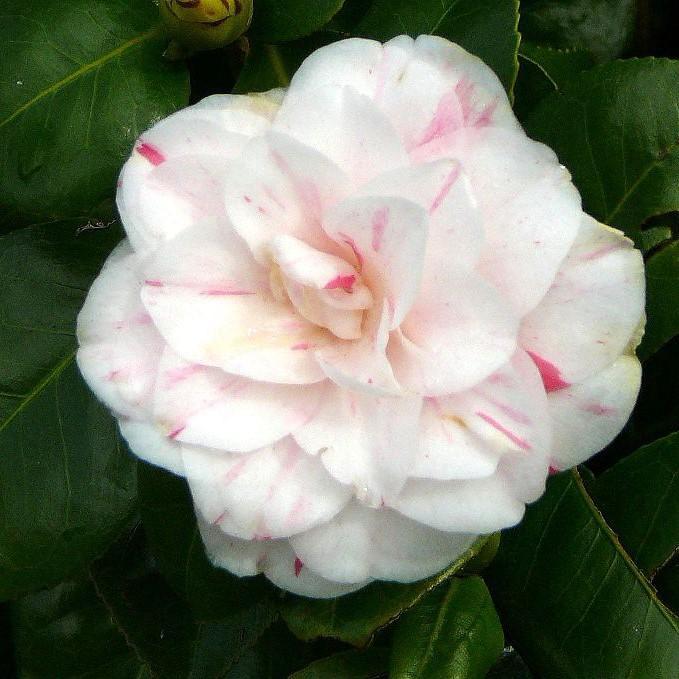 Camellia japonica 'April Dawn' ~ April Dawn Camellia