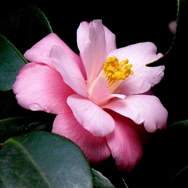 Camellia japonica 'Berenice Boddy' ~ Berenice Boddy Camellia
