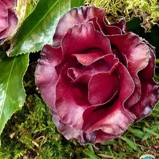 Camellia japonica 'Black Magic' ~ Black Magic Camellia