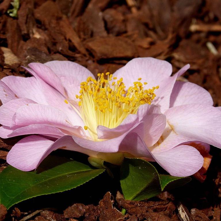 Camellia japonica 'April Blush' ~ April Blush Camellia