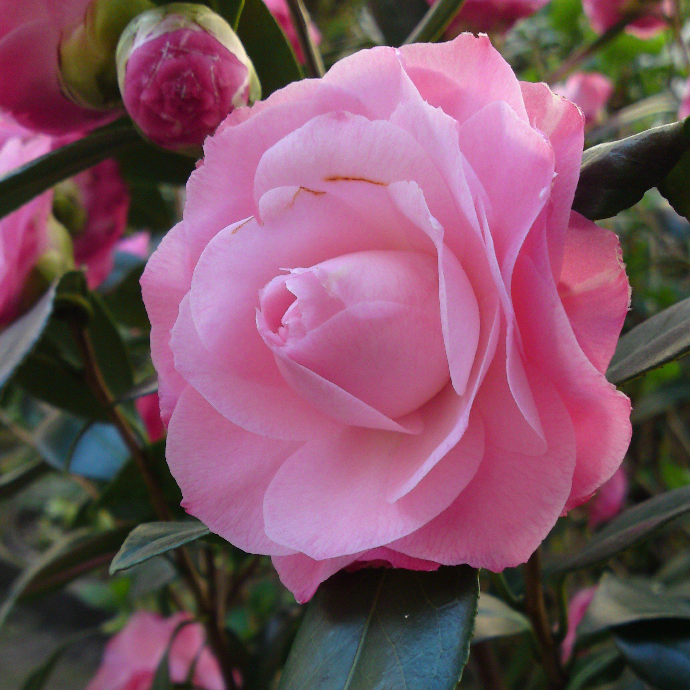 Camellia japonica 'Pink Perfection' ~ Pink Perfection Camellia