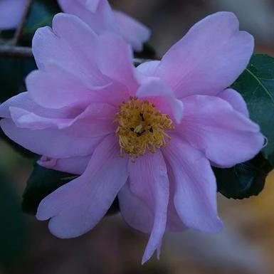 Camellia 'Winter's Charm' ~ Winter's Charm Camellia