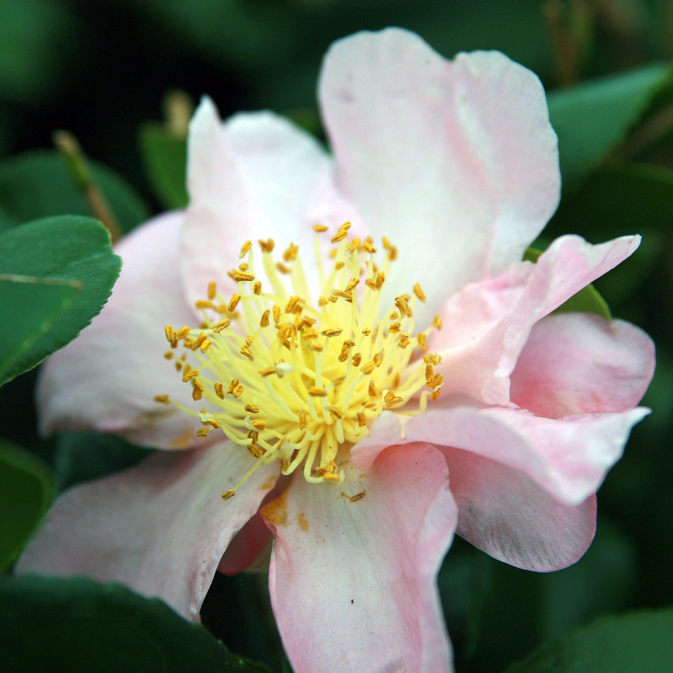 Camellia sasanqua 'Winter's Star' ~ Winter's Star Camellia