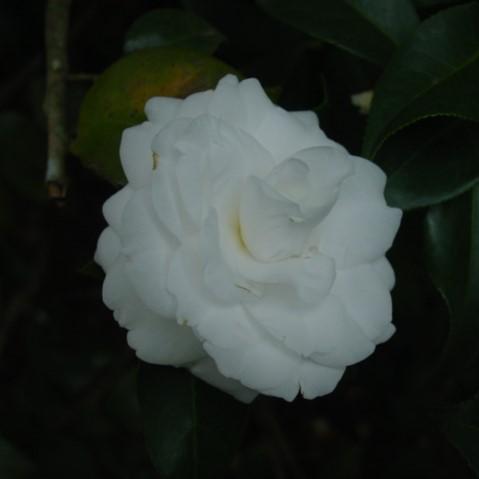 Camellia japonica 'Alba Plena' ~ Alba Plena Camelllia