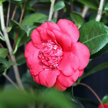 Camellia japonica 'April Tryst' ~ April Tryst Camellia