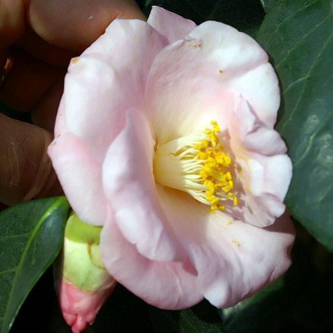 Camellia japonica 'Berenice Boddy' ~ Berenice Boddy Camellia