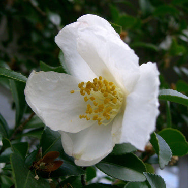 Camellia sasanqua ~ Sasanqua Camellia, White