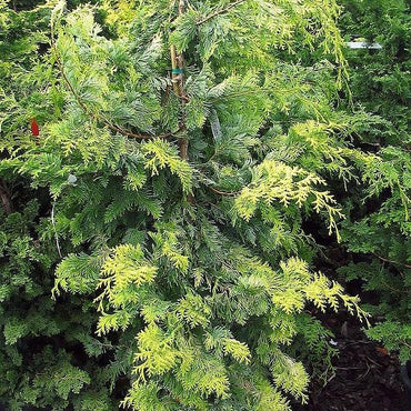 Chamaecyparis obtusa 'Crippsii' ~ Golden Hinoki False Cypress