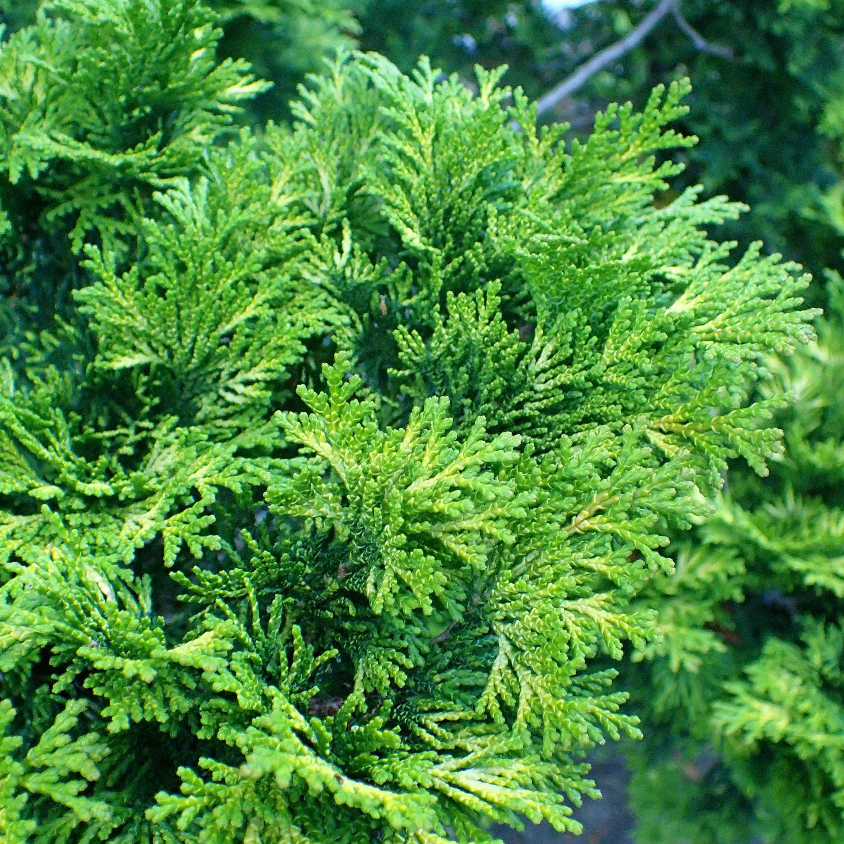 Chamaecyparis obtusa 'Verdonii' ~ Verdonii Hinoki Cypress