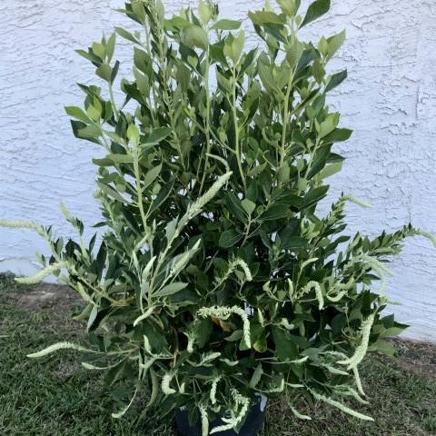 Clethra alnifolia 'Novaclean' ~ Einstein™ Summersweet