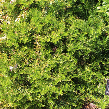 Cephalotaxus harringtonia 'Prostrata' ~ Creeping Japanese Plum Yew, Spreading Plum Yew