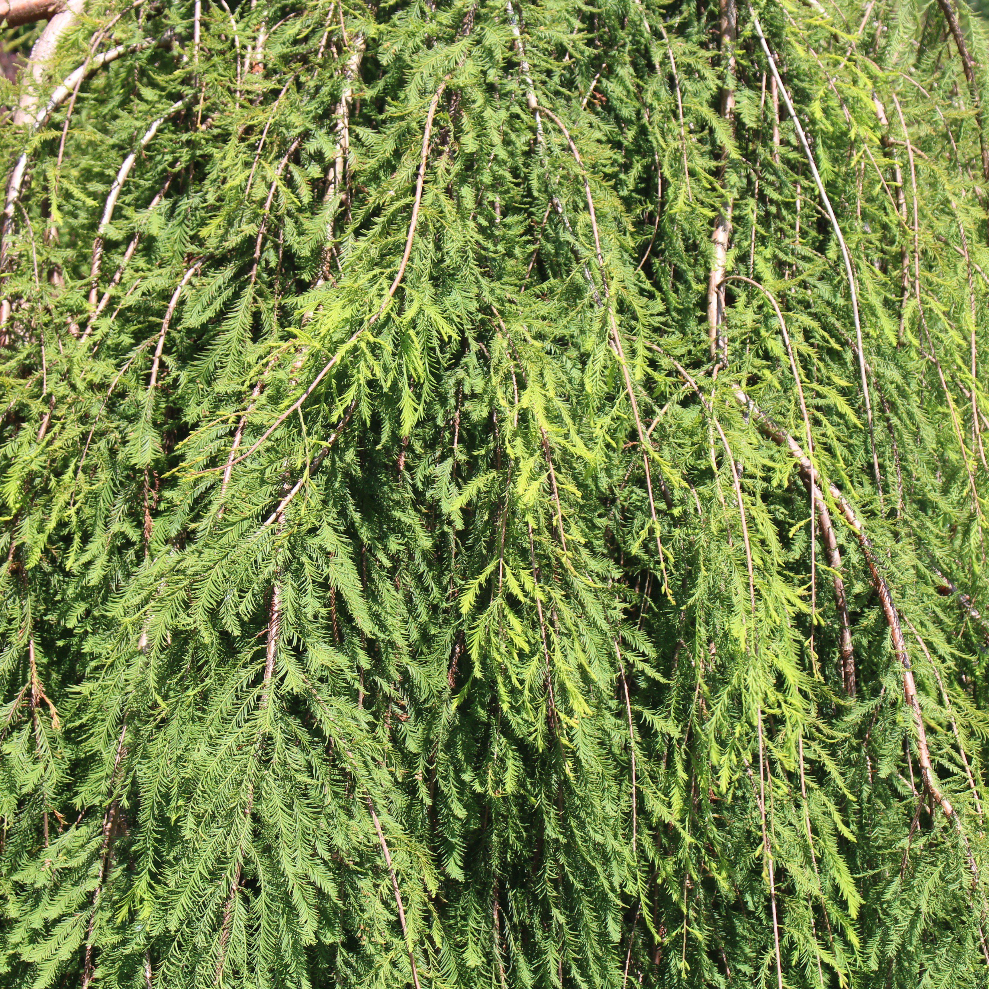 Taxodium distichum 'Falling Waters' ~ Falling Waters Weeping Bald Cypress