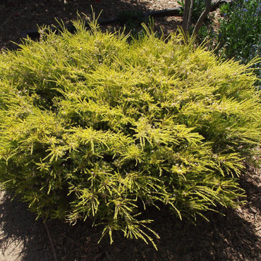 Juniperus conferta 'All Gold' ~ All Gold Juniper