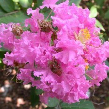 Lagerstroemia indica ~ Crape Myrtle, Pink Selection