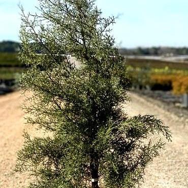 Cupressus arizonica glabra 'Silver Smoke' ~ Silver Smoke Arizona Cypress
