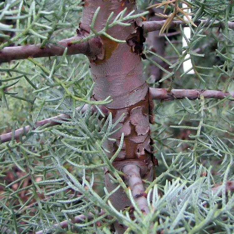 Cupressus arizonica glabra 'Blue Ice' ~ Blue Ice Arizona Cypress