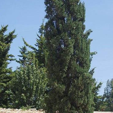 Cupressus sempervirens 'Glauca' ~ Italian Cypress