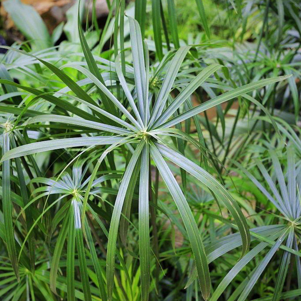 Cyperus alternifolius ~ Umbrella Palm