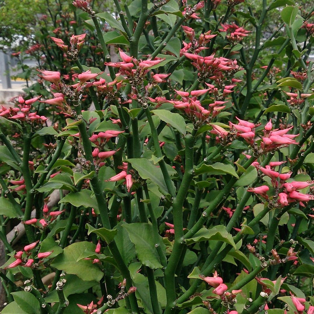 Euphorbia tithymaloides ~ Devil's Backbone, Slipper Plant