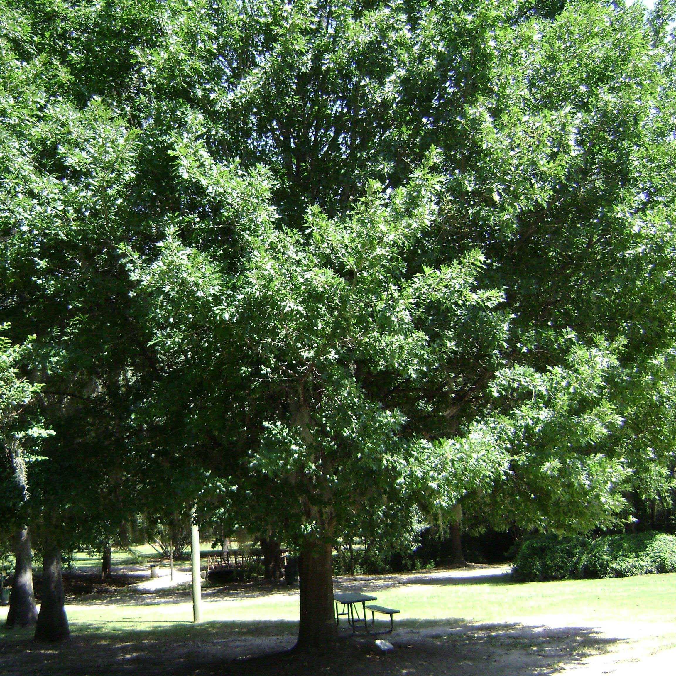 Quercus nuttallii ~ Nuttall Oak, Texas Red Oak