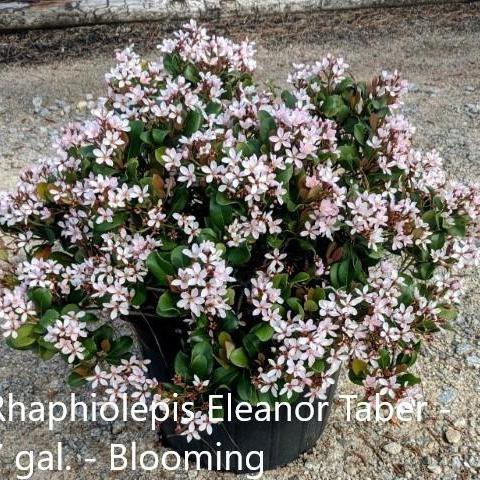 Rhaphiolepis indica 'Conor' ~ Eleanor Taber™ Indian Hawthorn