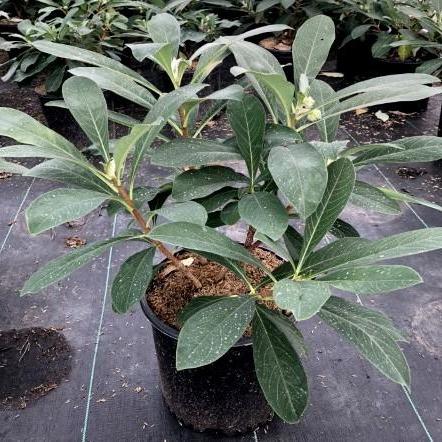 Edgeworthia chrysantha ~ Paperbush Plant