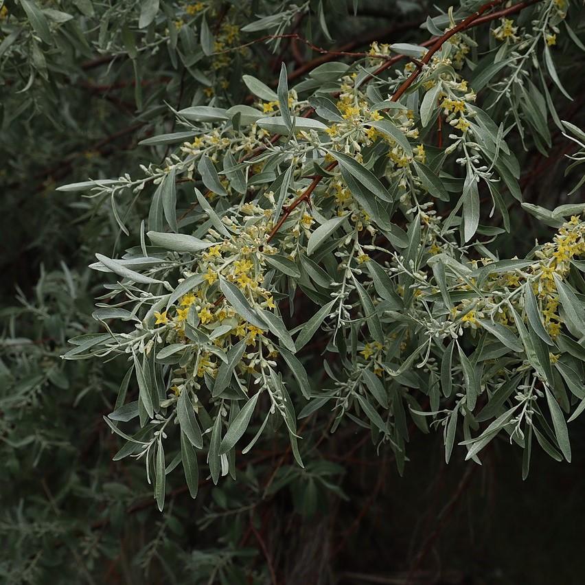 Elaeagnus angustifolia  ~ Russian Olive