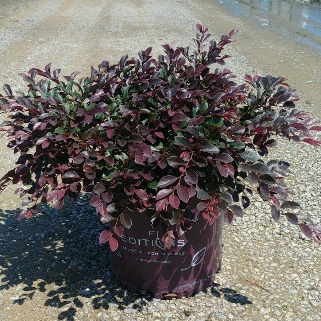 Loropetalum chinense var. rubrum 'PIILC-I' PP25,534 ~ First Editions® Crimson Fire™ Fringe Flower