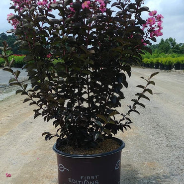 Lagerstroemia 'Coral Magic' ~ First Editions® Coral Magic Crape Myrtle