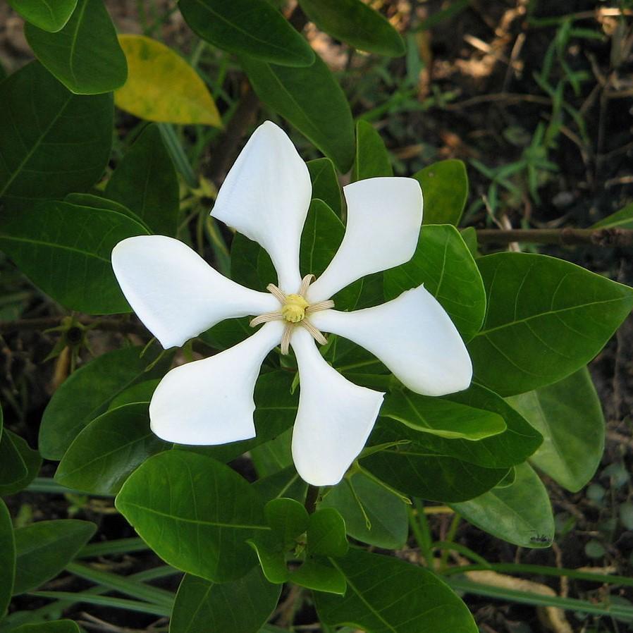 Gardenia augusta 'PIIGA-I'  ~ Pinwheel® Gardenia