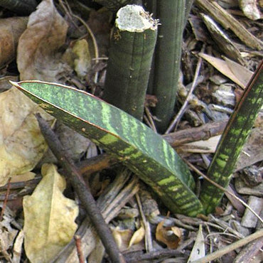 Sansevieria fischeri ~ Snake Plant