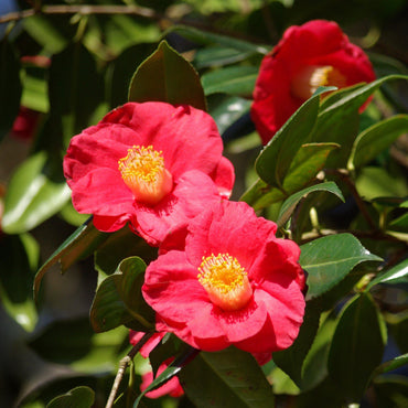 Camellia japonica 'Gunsmoke' ~ Gunsmoke Camellia