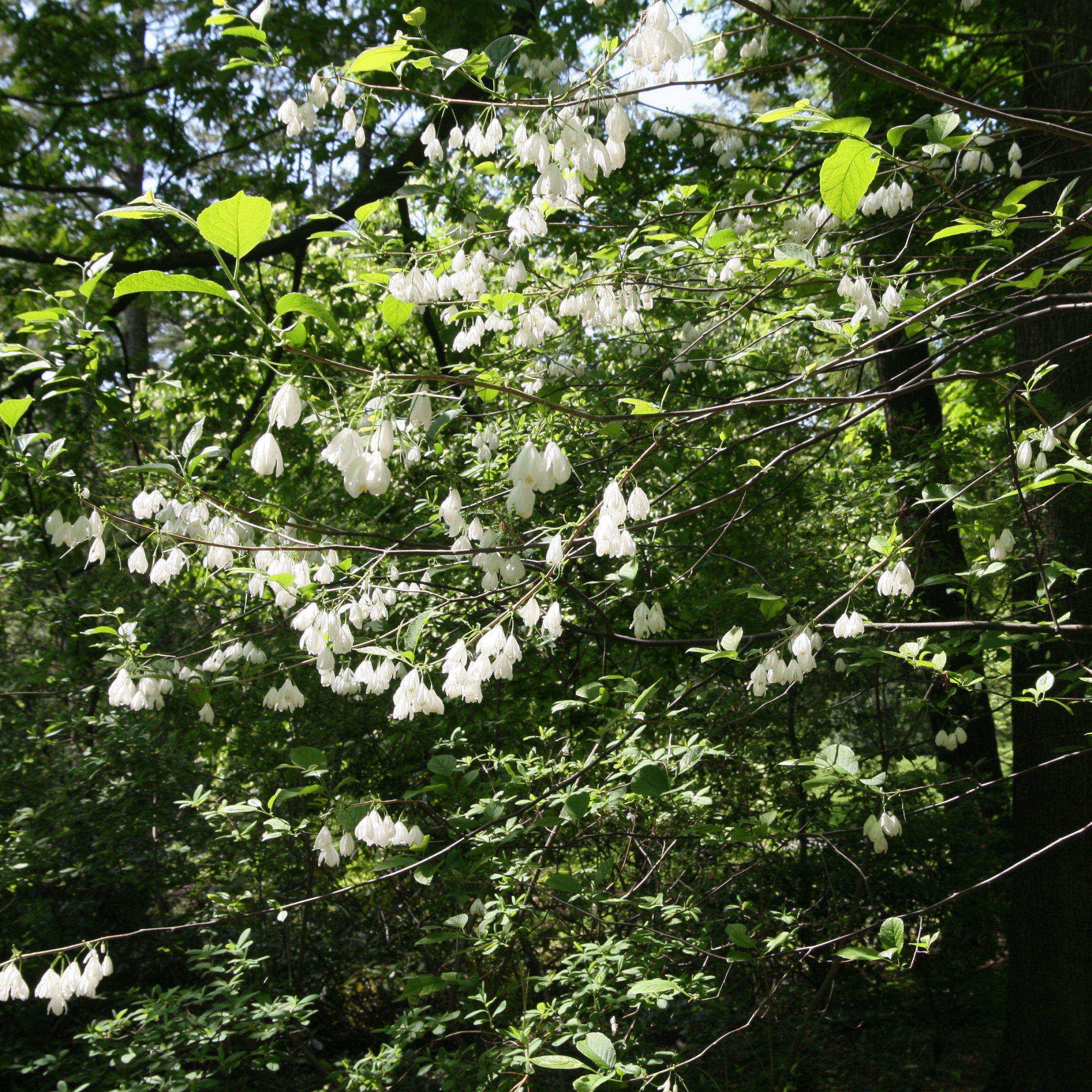 Halesia diptera var. magniflora ~ Two-Wing Silverbell, American Snowdrop Tree