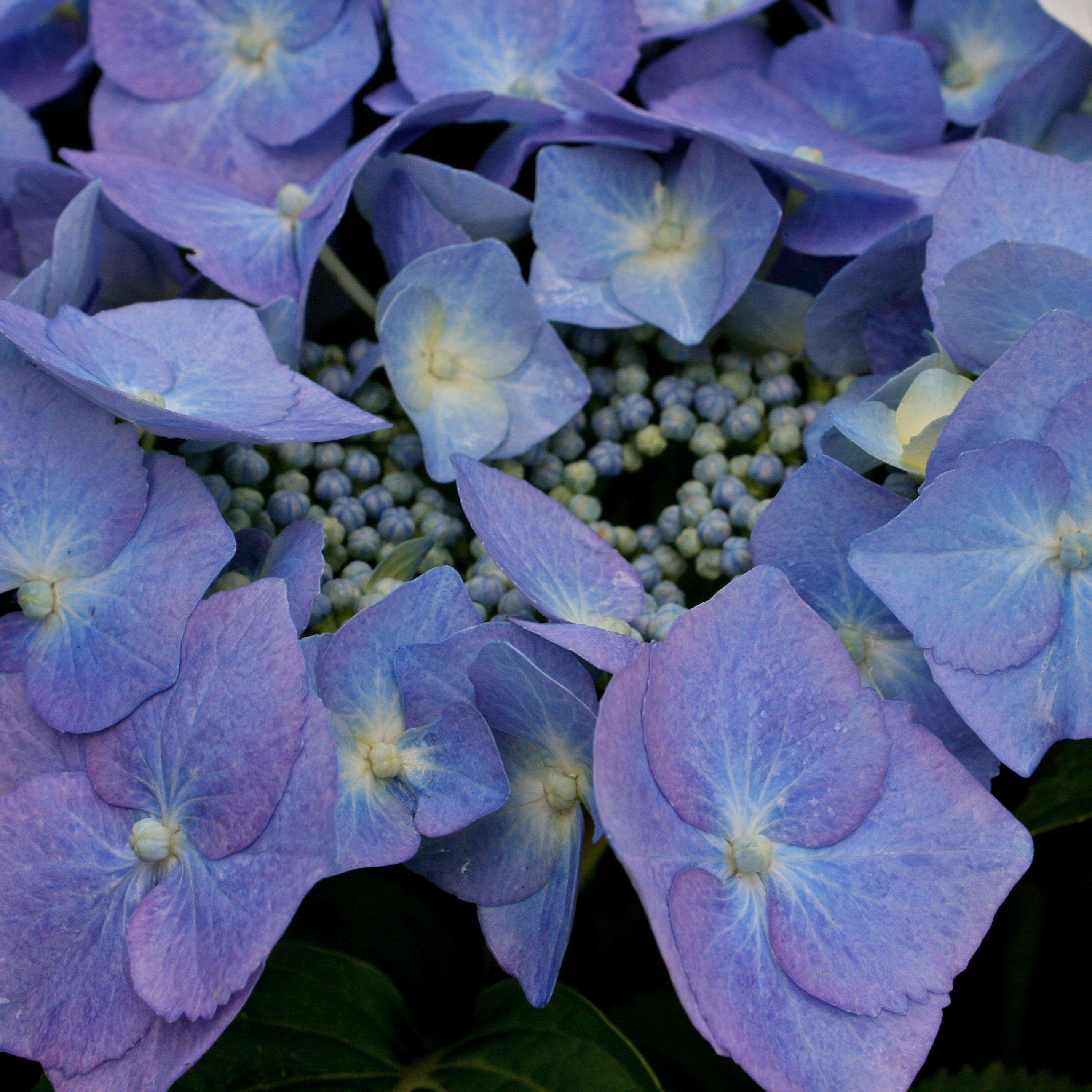 Hydrangea macrophylla 'Blaumeise' ~ Blaumeise Hydrangea, Blue Titmouse Hydrangea