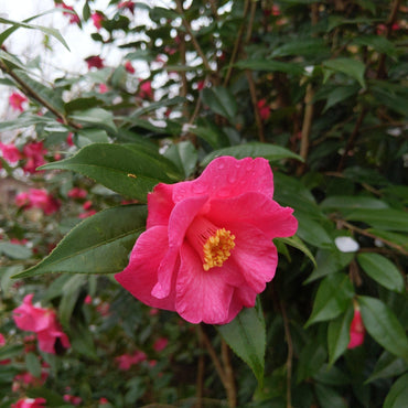 Camellia sasanqua 'Green 08-052' PP30386 ~ October Magic® Crimson N’ Clover™ Camellia