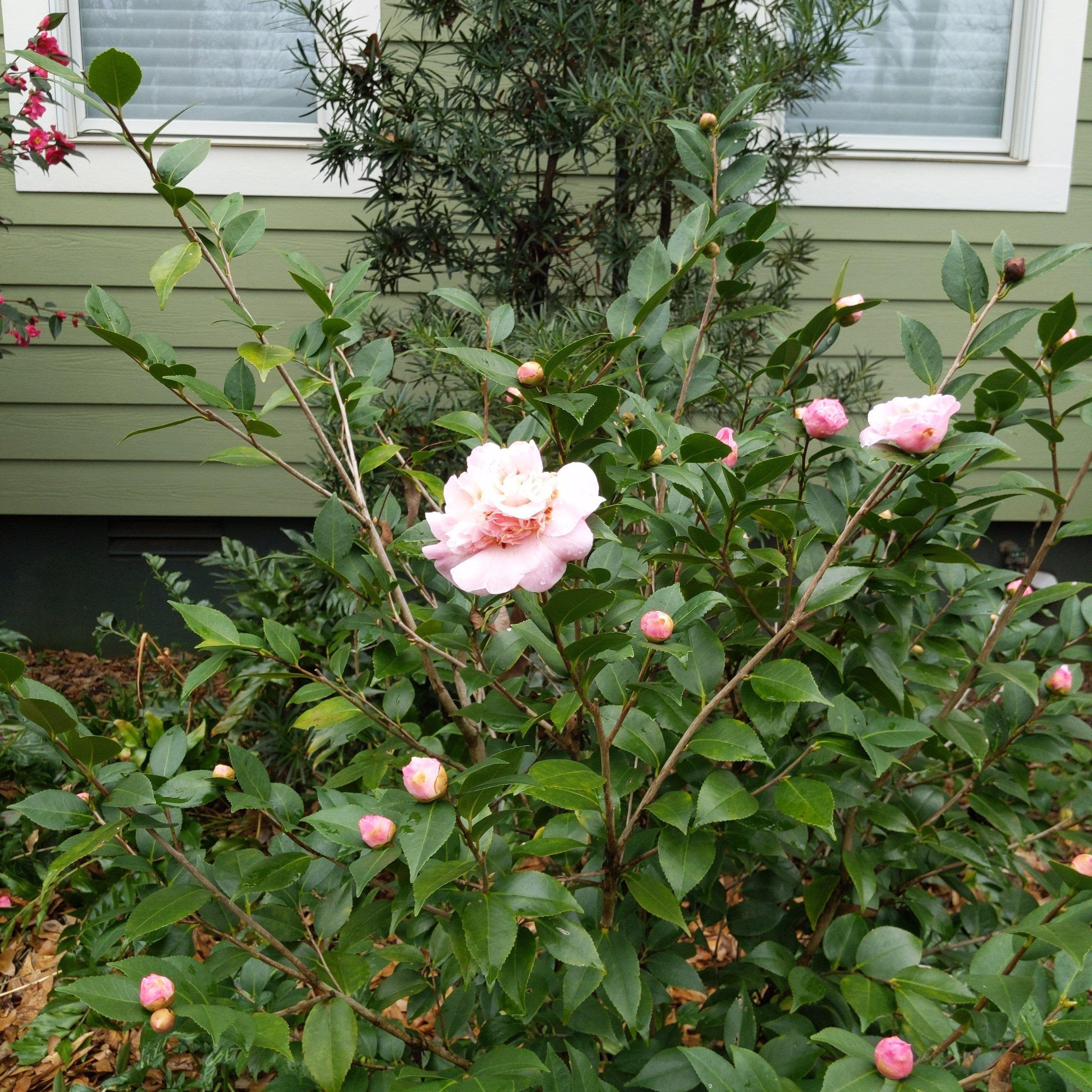 Camellia lutchuensis 'High Fragrance' ~ High Fragrance Camellia