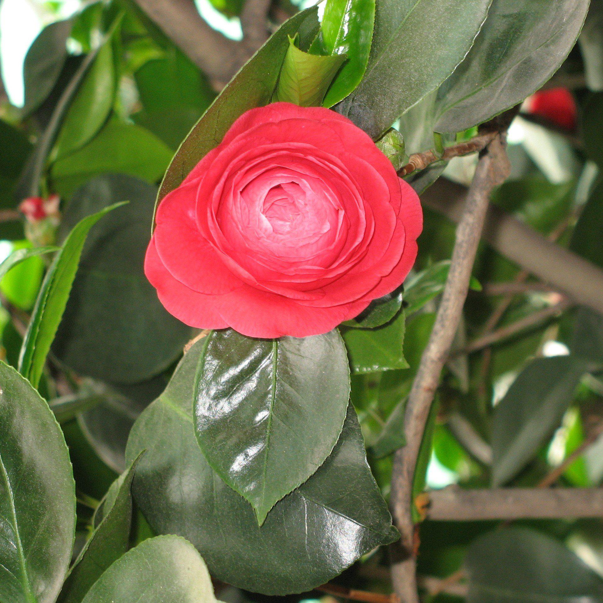 Camellia japonica 'Mathotiana' ~ Mathotiana Camellia
