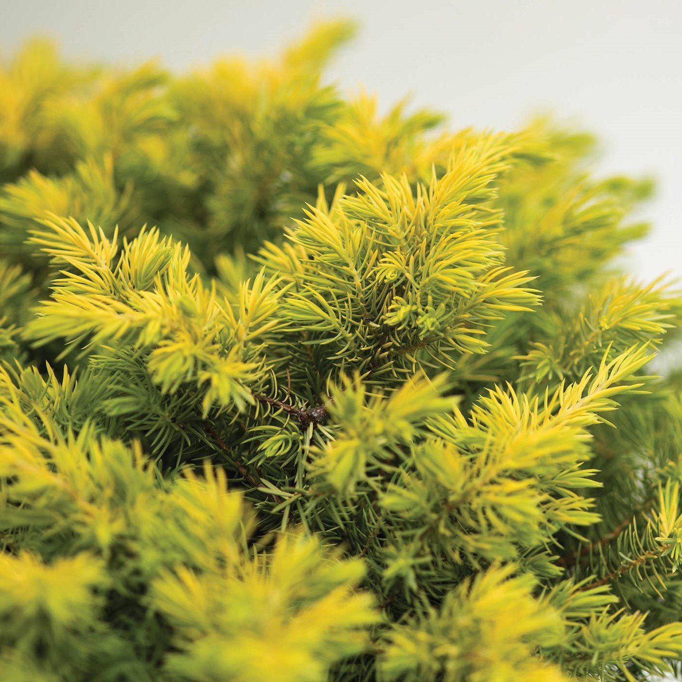 Juniperus conferta 'sPg-3-016' ~ Golden Pacific™ Juniper
