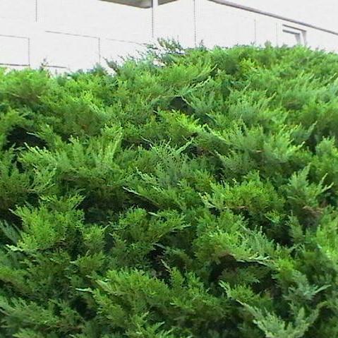Juniperus chinensis sargentii 'Viridis'  ~ Sargent Green Juniper