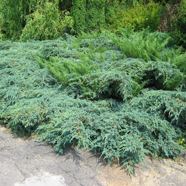 Juniperus x pfitzeriana 'Sea Green' ~ Sea Green Pfitzer Juniper