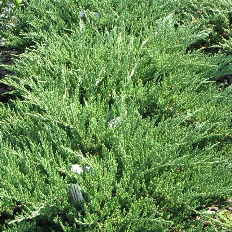 Juniperus chinensis 'Sargentii' ~ Sargent's Juniper