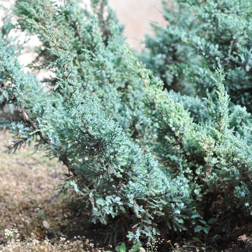 Juniperus chinensis 'Angelica Blue' ~ Angelica Blue Juniper