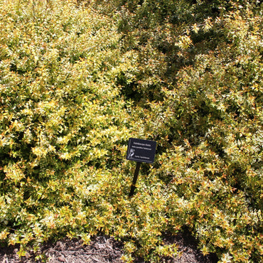 Abelia x grandiflora 'Kaleidoscope' ~ Kaleidoscope Abelia